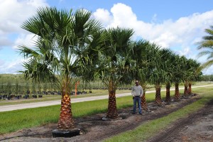 Arbres Washingtonia Robusta